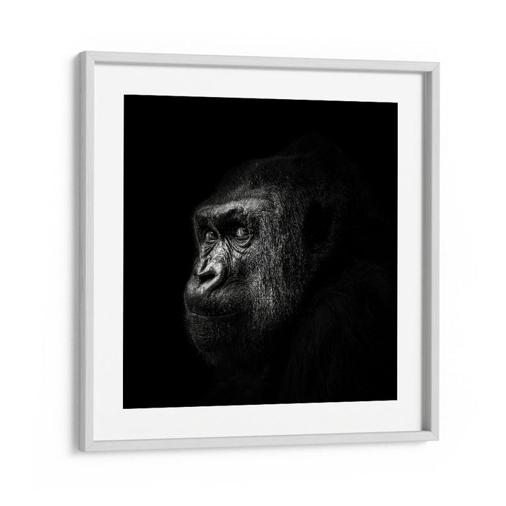 GORILLA III WILDLIFE PHOTOGRAPHY in White Frame With Mount