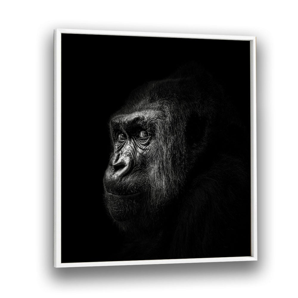 GORILLA III WILDLIFE PHOTOGRAPHY in White Plain Frame