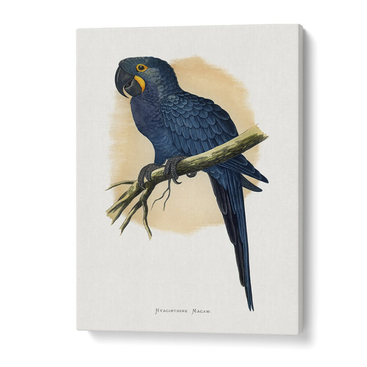 ANIMALS painting - HYACINTHINE MACAW by Asianmonk