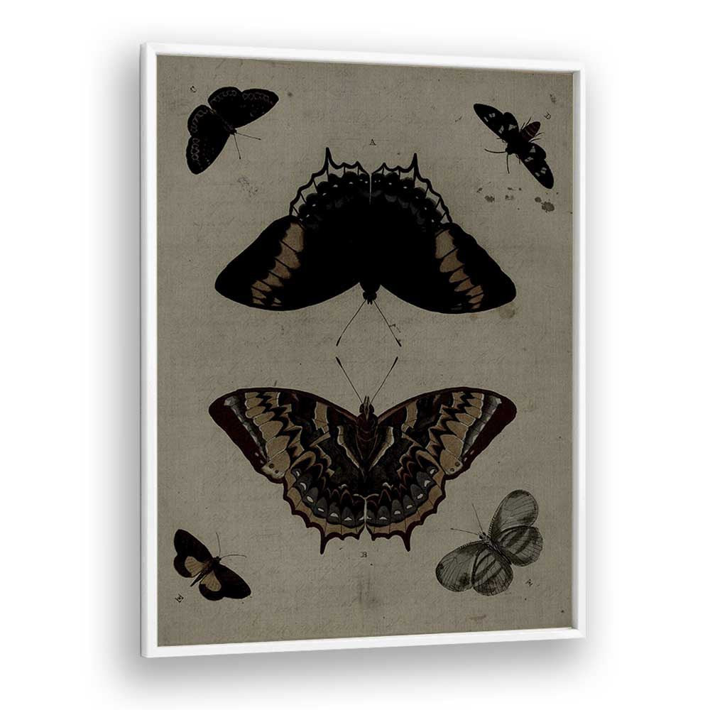 Gothic Flutter Wings Of Darkness And Intrigue Gothic Art Prints in White Plain Frame