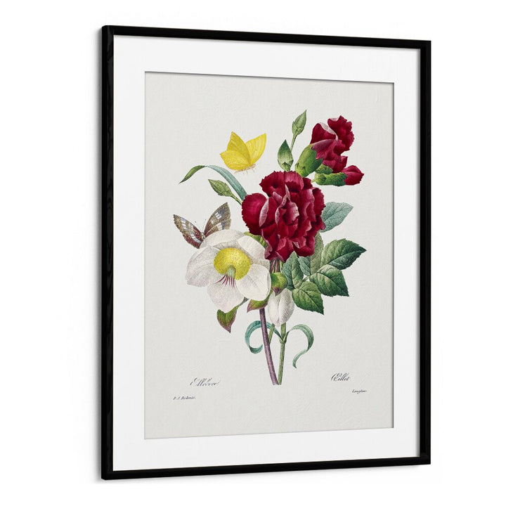 Hellebore And Oeillet  Botanical Flower Paintings Artwork  in Black Frame With Mount