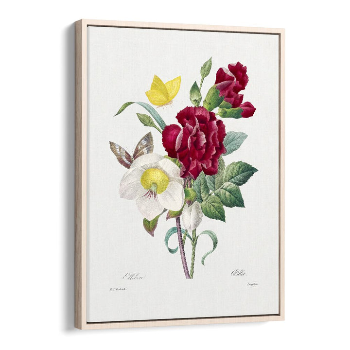 Hellebore And Oeillet  Botanical Flower Paintings Artwork in Oak Wood Floater Frame