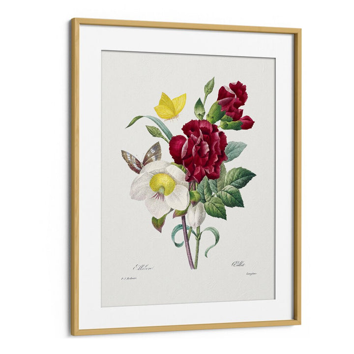 Hellebore And Oeillet  Botanical Flower Paintings Artwork in Oak Wood Frame With Mount