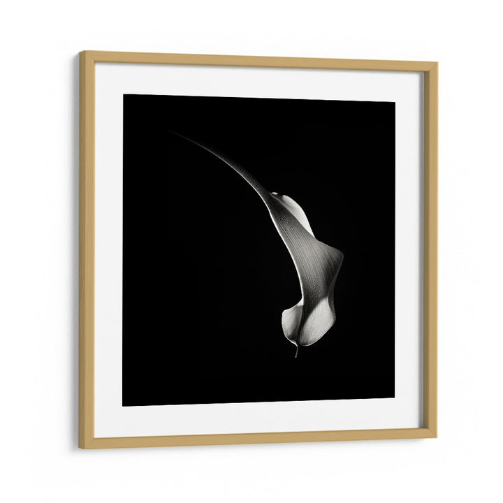 HUMMINGBIRD ABSTRACTION WILDLIFE PHOTOGRAPHY in Oak Wood Frame With Mount