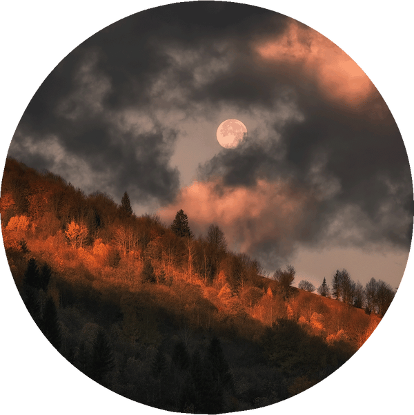 HAIM ROSENFELD Collection