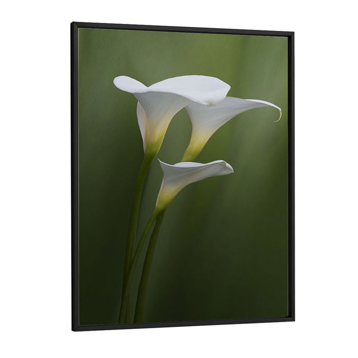 Christian Meermann painting - SIMPLICITY & ELEGANCE by Asianmonk