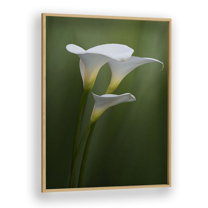 Christian Meermann painting - SIMPLICITY & ELEGANCE by Asianmonk