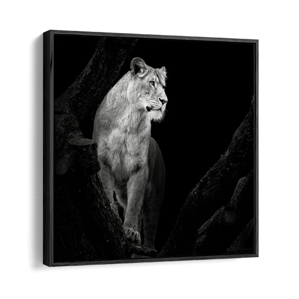 LIONESS I WILDLIFE PHOTOGRAPHY in Black Floater Frame