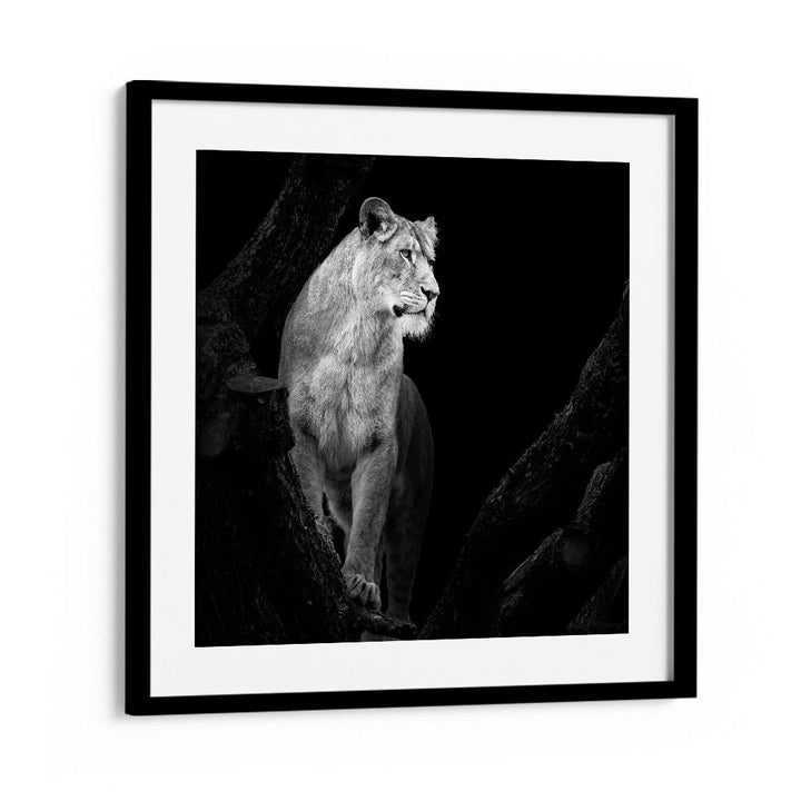 LIONESS I WILDLIFE PHOTOGRAPHY in Black Frame With Mount