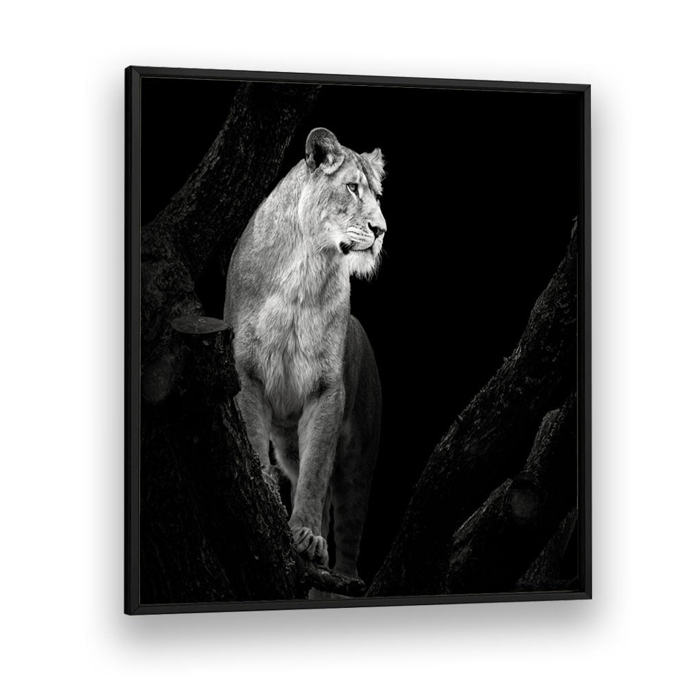 LIONESS I WILDLIFE PHOTOGRAPHY in Black Plain Frame