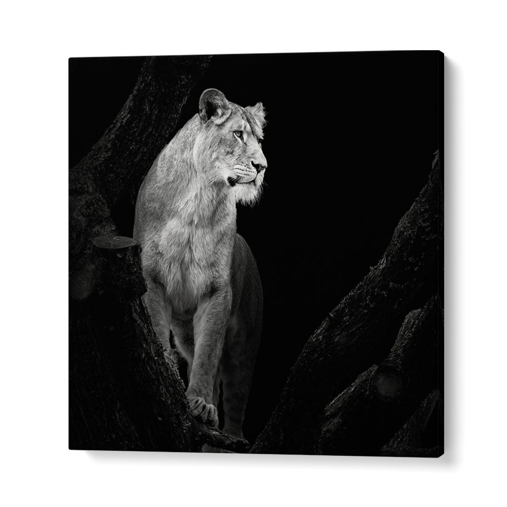 LIONESS I WILDLIFE PHOTOGRAPHY in Gallery Wrap