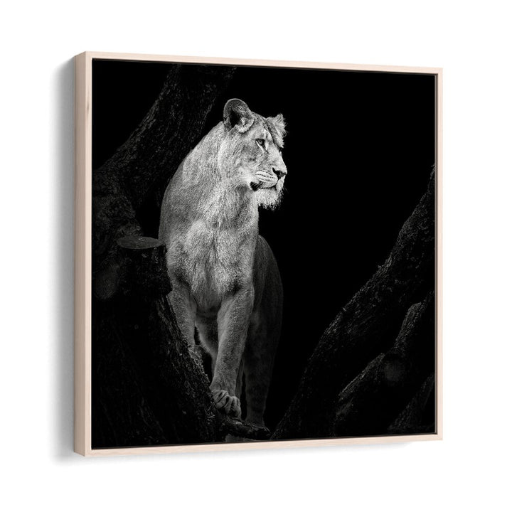 LIONESS I WILDLIFE PHOTOGRAPHY in Oak Wood Floater Frame