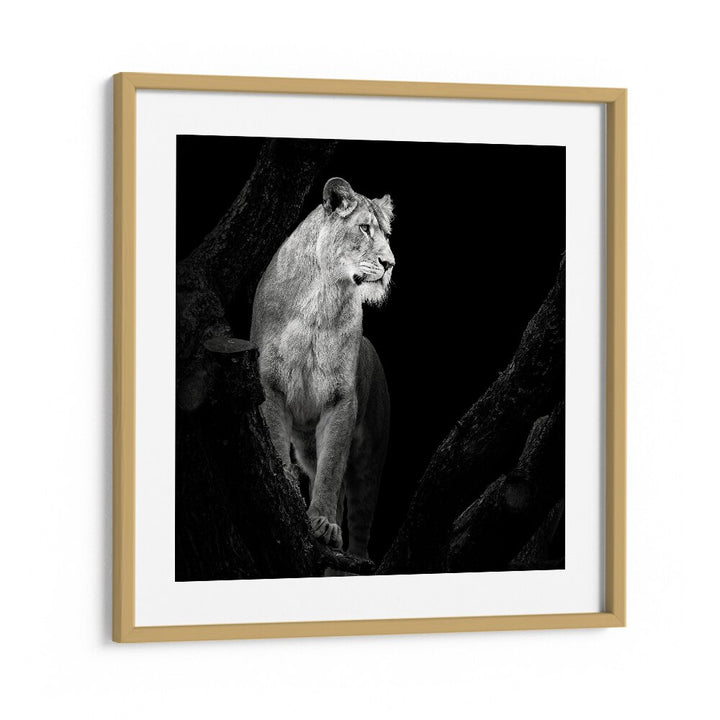 LIONESS I WILDLIFE PHOTOGRAPHY in Oak Wood Frame With Mount