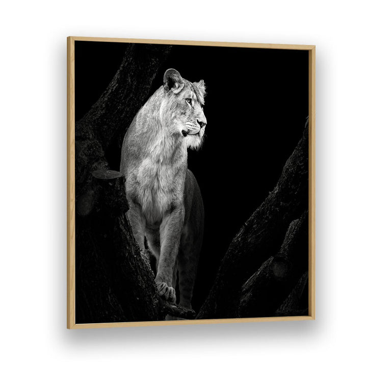 LIONESS I WILDLIFE PHOTOGRAPHY in Oak Wood Plain Frame