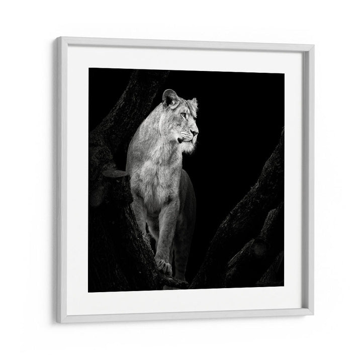 LIONESS I WILDLIFE PHOTOGRAPHY in White Frame With Mount