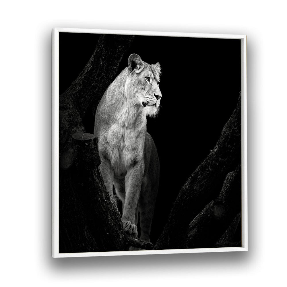 LIONESS I WILDLIFE PHOTOGRAPHY in White Plain Frame