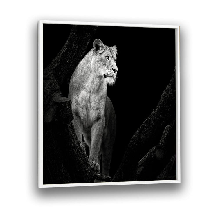 LIONESS I WILDLIFE PHOTOGRAPHY in White Plain Frame