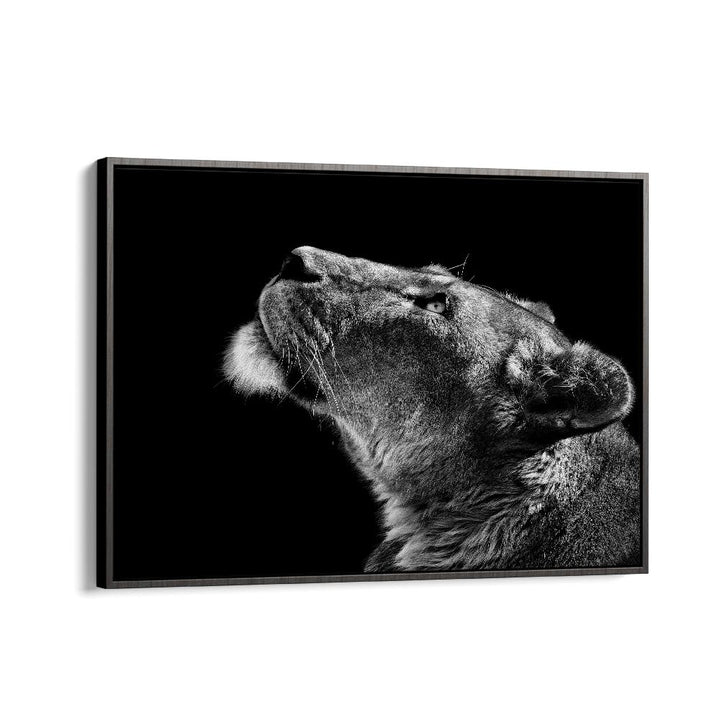 LOOKING UP WILDLIFE PHOTOGRAPHY in Black Floater Frame