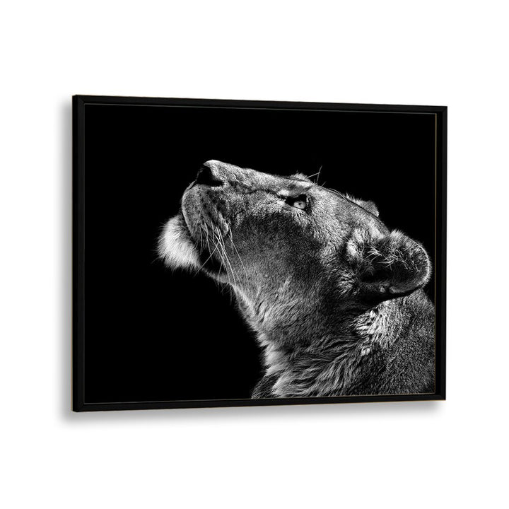 LOOKING UP WILDLIFE PHOTOGRAPHY in Black Plain Frame