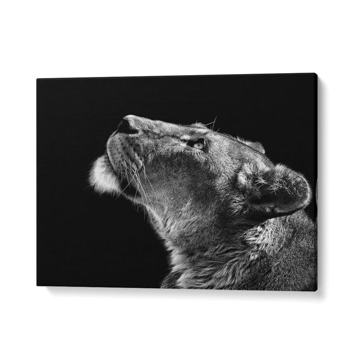 LOOKING UP WILDLIFE PHOTOGRAPHY in Gallery Wrap