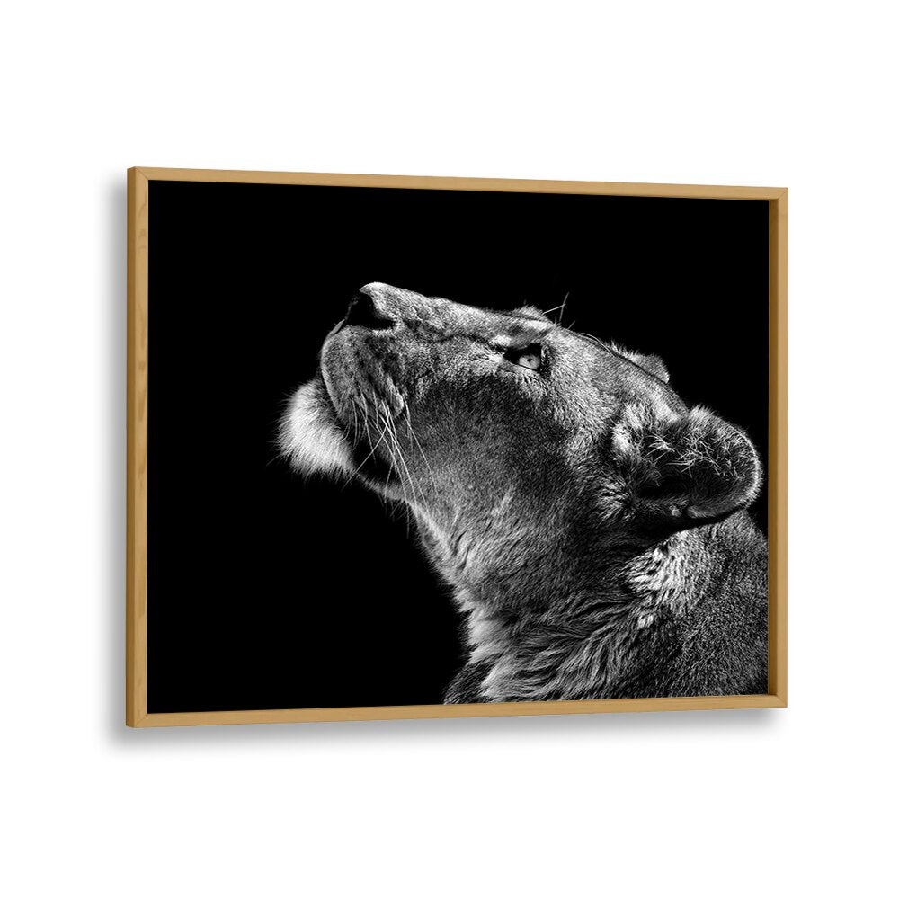 LOOKING UP WILDLIFE PHOTOGRAPHY in Oak Wood Plain Frame