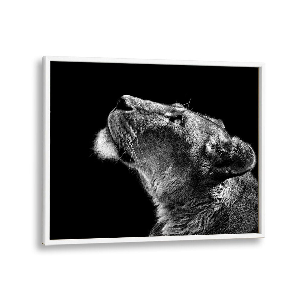 LOOKING UP WILDLIFE PHOTOGRAPHY in White Plain Frame