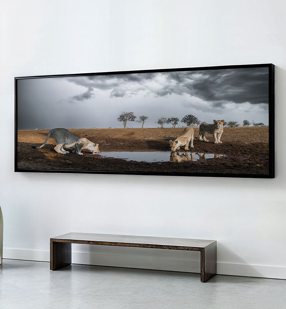 LIONS THIRST , PANORAMIC ART