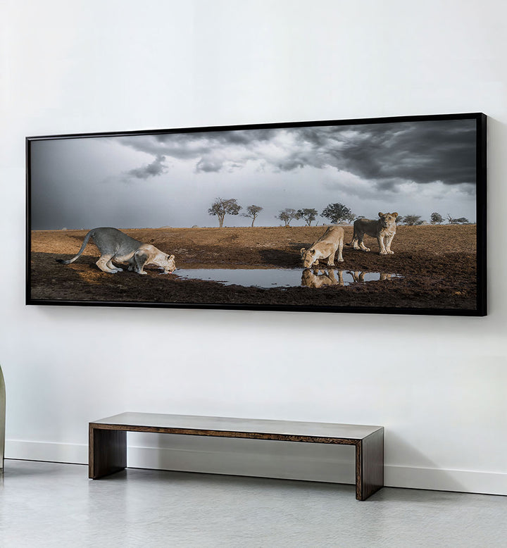 LIONS THIRST , PANORAMIC ART