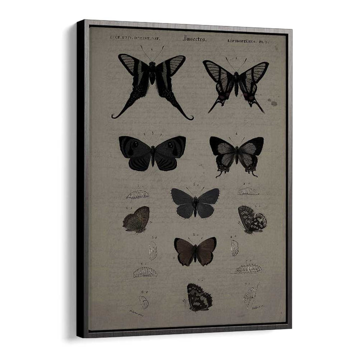 Mystical Moths Wings Of Night's Embrace Gothic Art Prints in Black Floater Frame