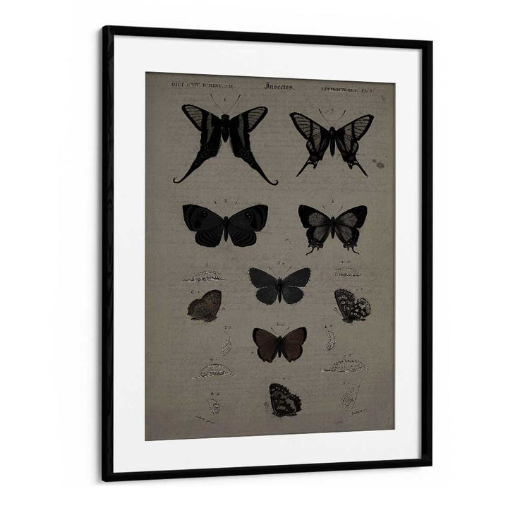 Mystical Moths Wings Of Night's Embrace Gothic Art Prints in Black Frame With Mount