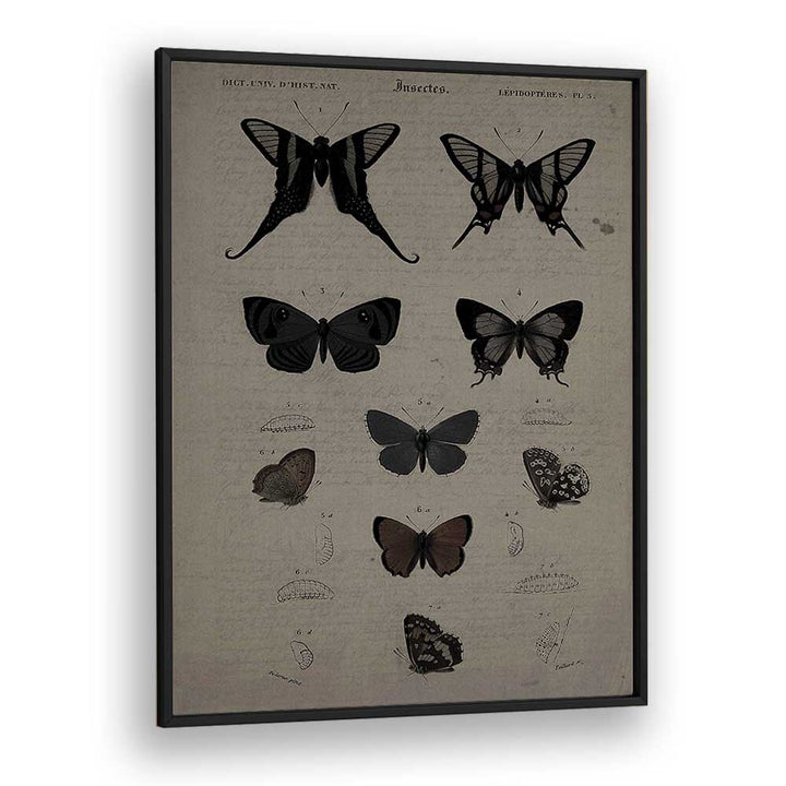 Mystical Moths Wings Of Night's Embrace Gothic Art Prints in Black Plain Frame