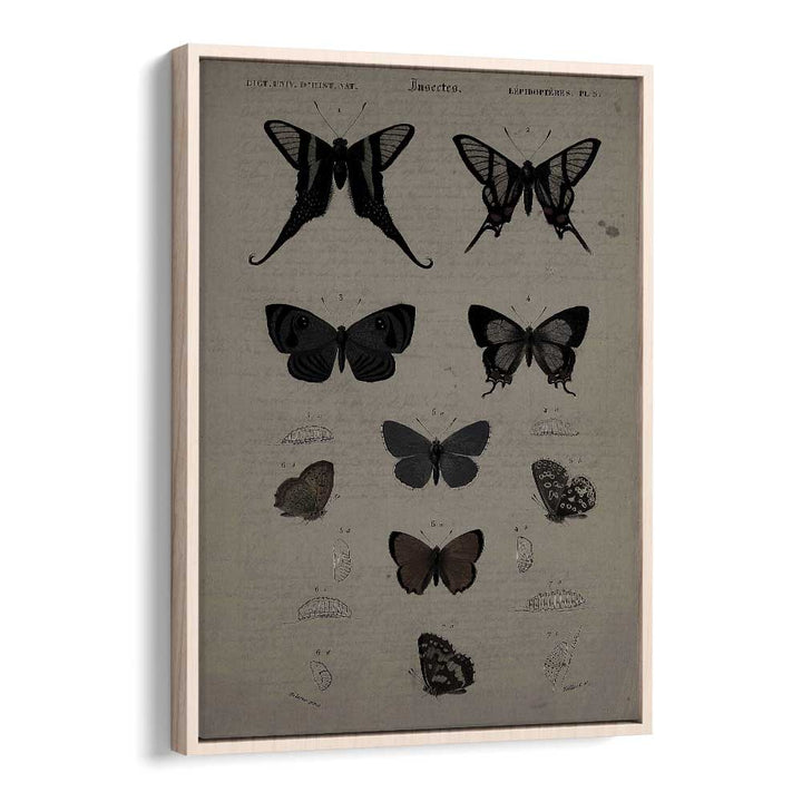 Mystical Moths Wings Of Night's Embrace Gothic Art Prints in Oak Wood Floater Frame