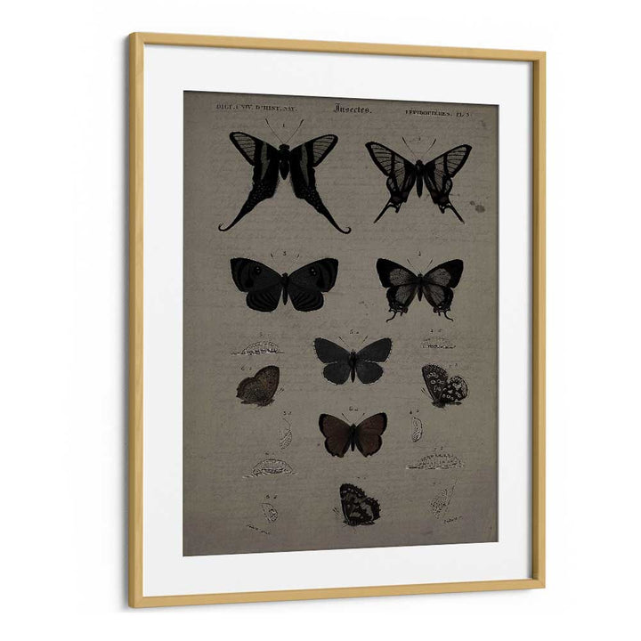 Mystical Moths Wings Of Night's Embrace Gothic Art Prints in Oak Wood Frame With Mount