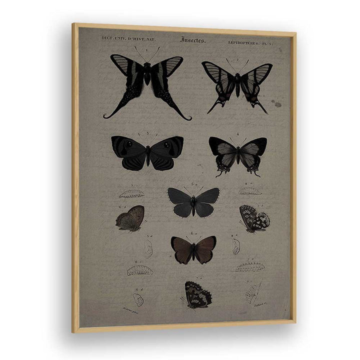 Mystical Moths Wings Of Night's Embrace Gothic Art Prints in Oak Wood Plain Frame