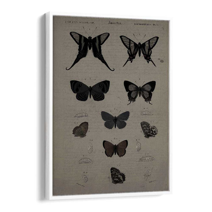 Mystical Moths Wings Of Night's Embrace Gothic Art Prints in White Floater Frame