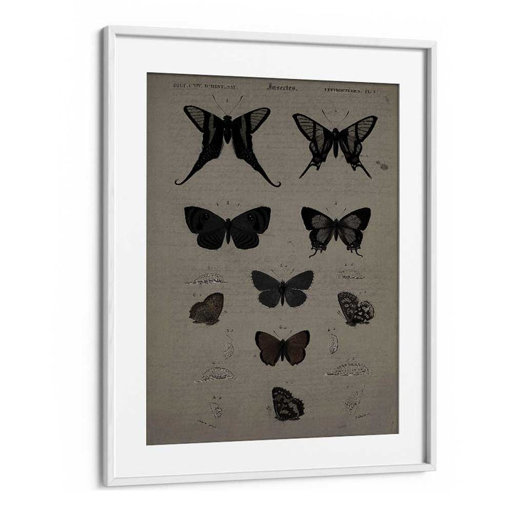 Mystical Moths Wings Of Night's Embrace Gothic Art Prints in White Frame With Mount