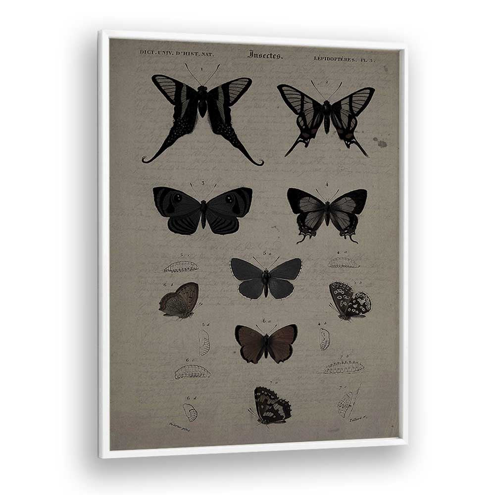 Mystical Moths Wings Of Night's Embrace Gothic Art Prints in White Plain Frame