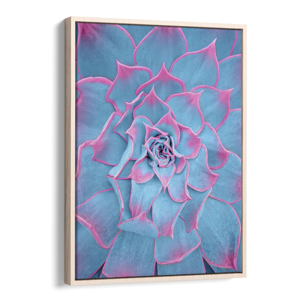 surreal painting - BLUE AND PINK SUCCULENT by Asianmonk