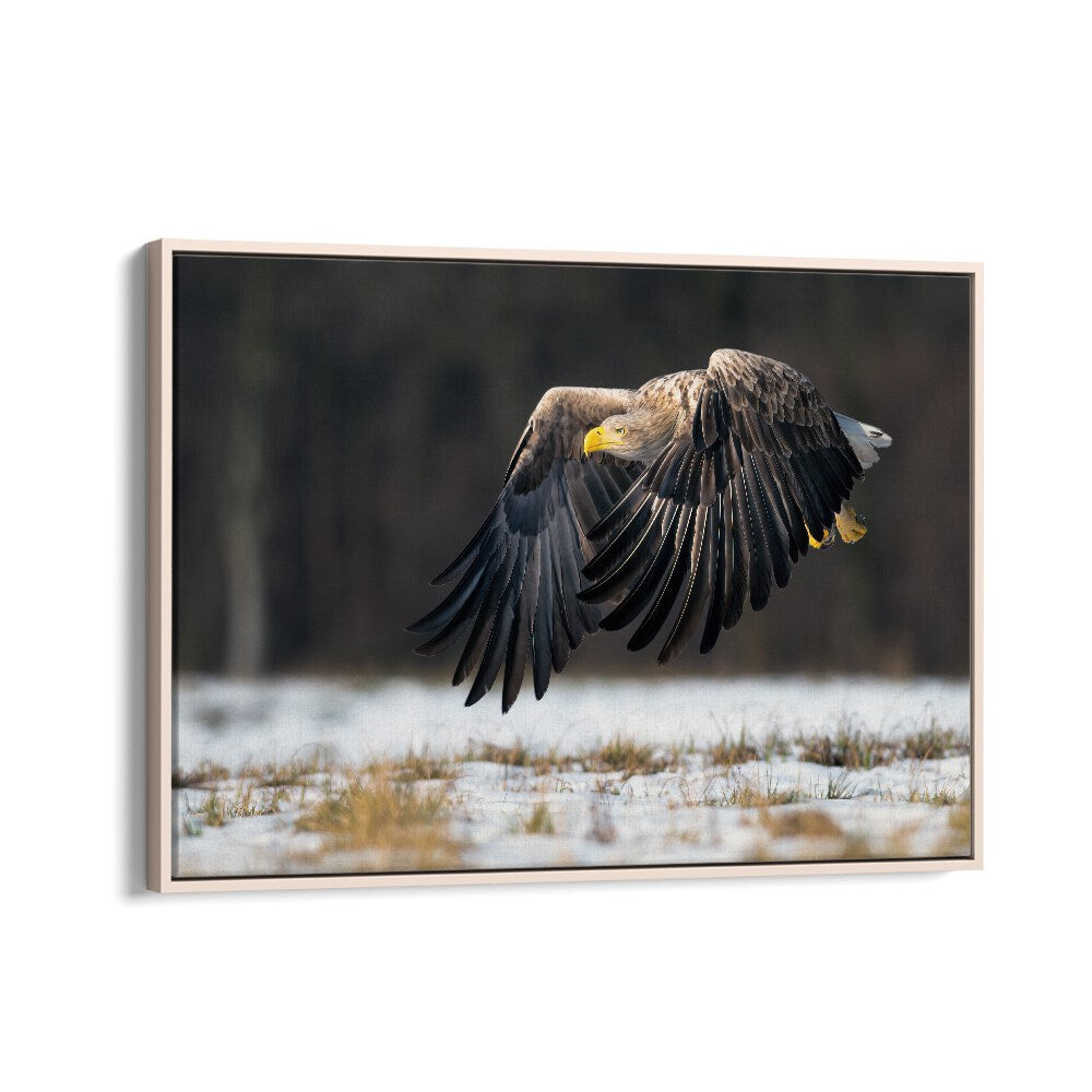 PHOTOGRAPHY painting - WHITE-TAILED EAGLE by Asianmonk