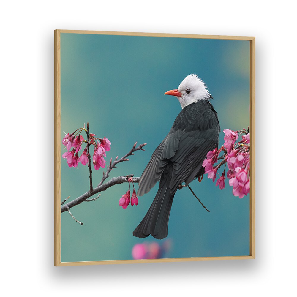 surreal painting - WHITE-HEADED BLACK BULBUL by Asianmonk