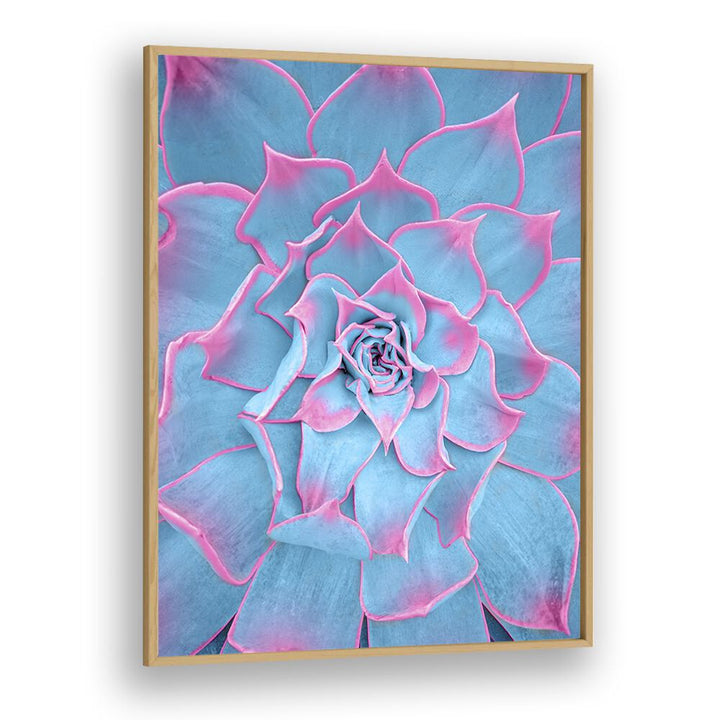 surreal painting - BLUE AND PINK SUCCULENT by Asianmonk