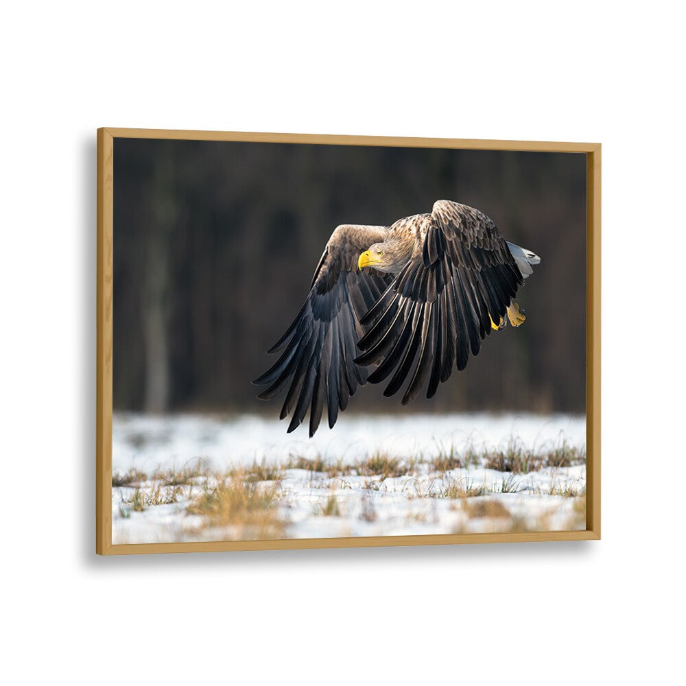 PHOTOGRAPHY painting - WHITE-TAILED EAGLE by Asianmonk