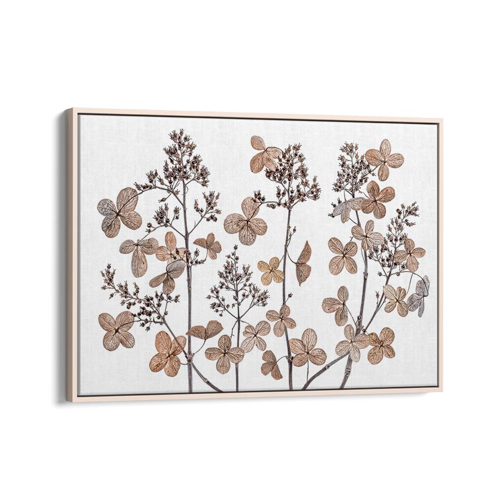 Stunning HYDRANGEA PANICULATA, FLORAL FLOWER PAINTINGS with elegant flower clusters, perfect for any decor.