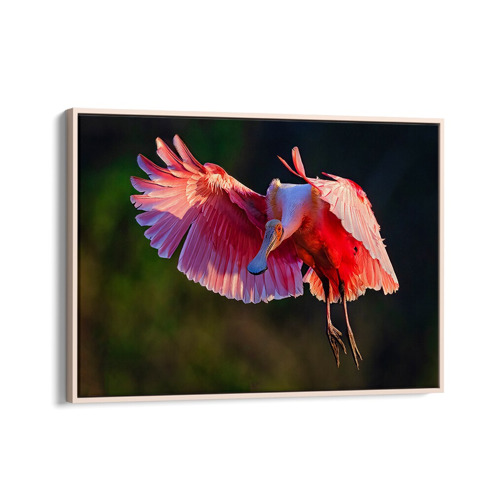 Vibrant Roseate Spoonbill in flight, perfect for enhancing your space with ROSEATE SPOONBILL, PHOTOGRAPHY PRINTS.