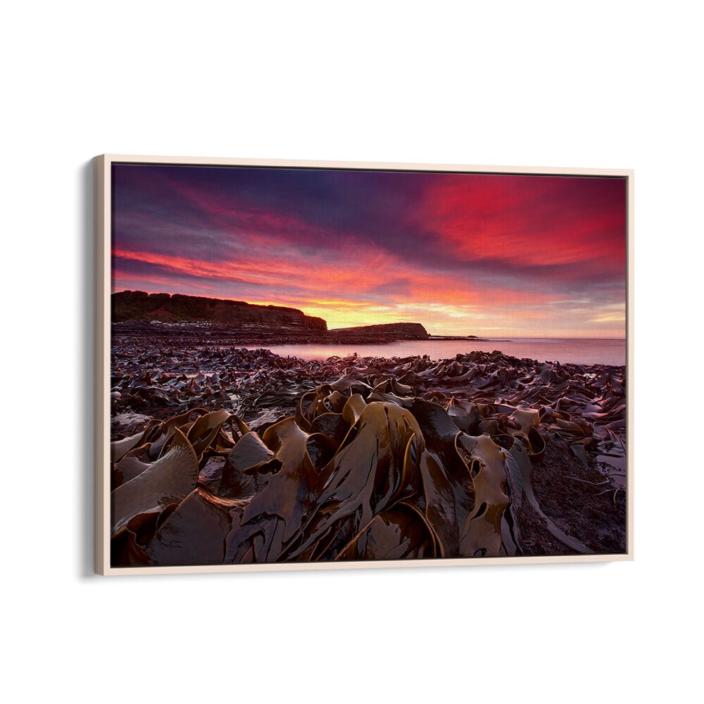Vibrant sunset over Curio Bay's kelp, featured in CURIO BAY MORNING, PHOTOGRAPHY PRINTS for nature lovers.