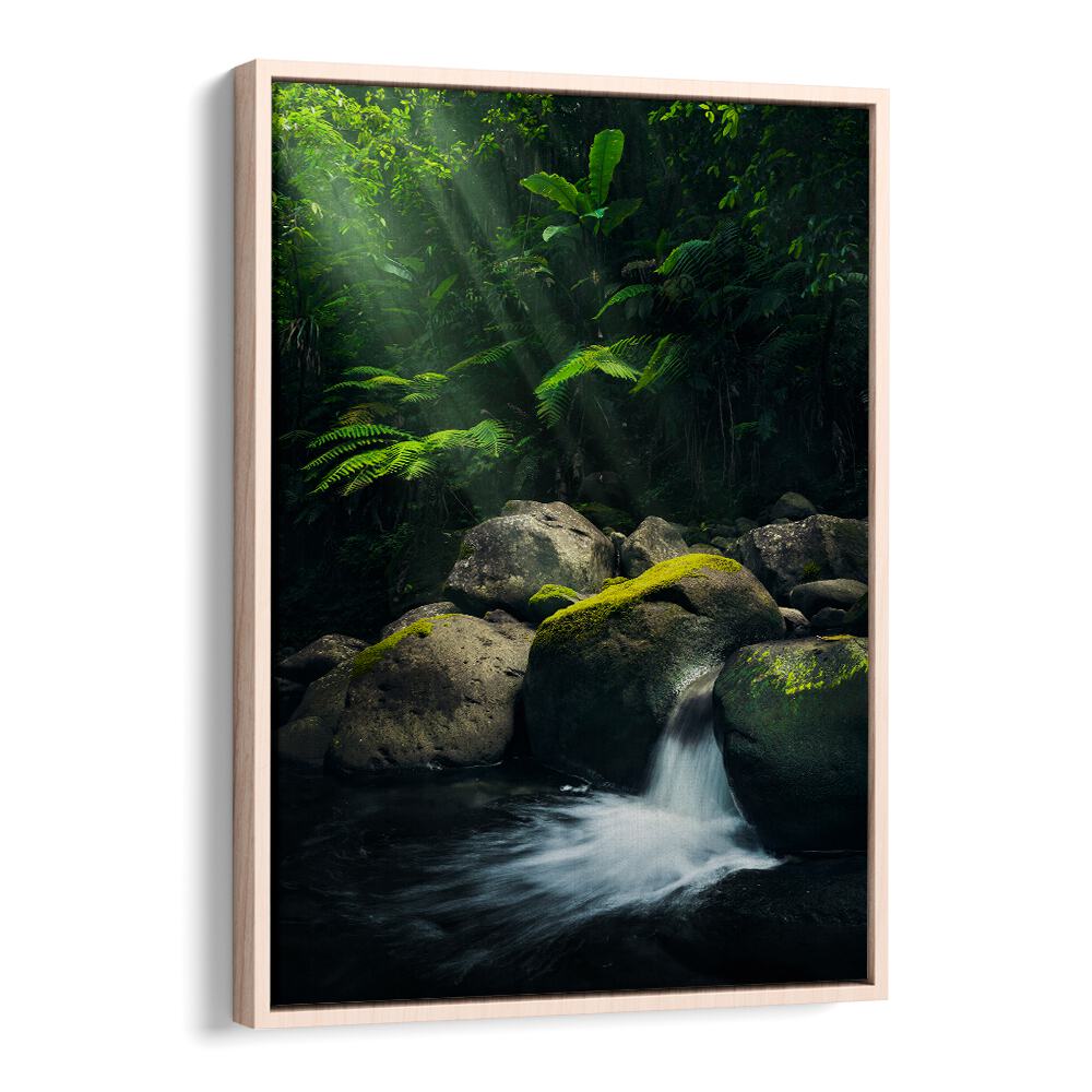 MYSTIC JUNGLE , LANDSCAPE PHOTO PRINTS , LANDSCAPE PHOTOGRAPHY