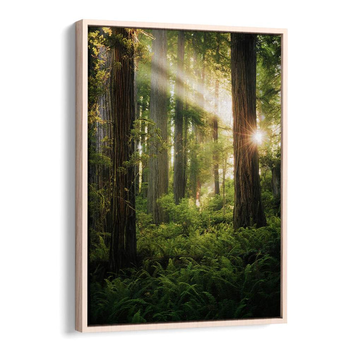 FAIRY FOREST , LANDSCAPE PHOTO PRINTS , LANDSCAPE PHOTOGRAPHY