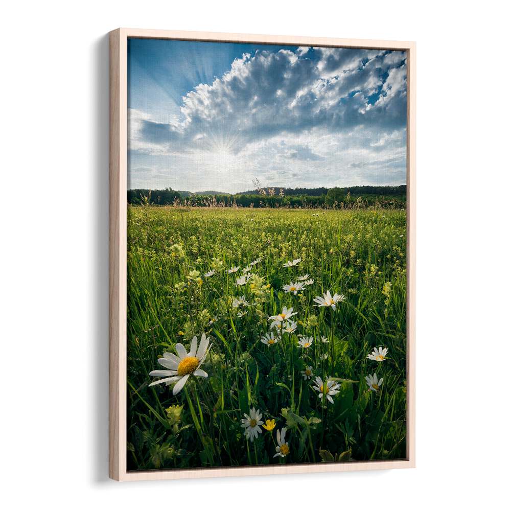 FLOWERING MEADOW BY STEFAN HEFELE , LANDSCAPE PHOTO PRINTS