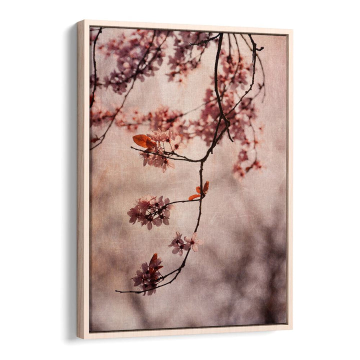 Delicate cherry blossoms in vintage pink hues create serene floral beauty in these floral flower paintings.