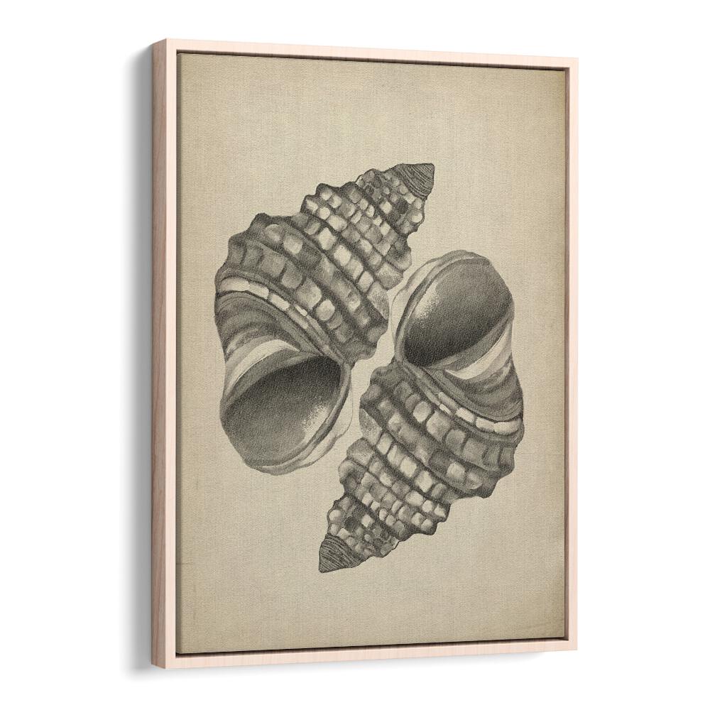 Elegant SEASHELLS II, BEACH PAINTINGS showcase intricate seashells, perfect for enhancing coastal decor in your home.